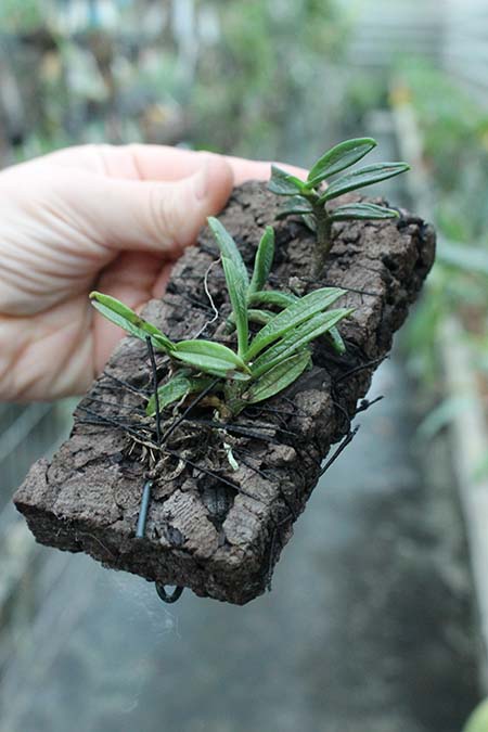 Trichoglottis putida.jpg