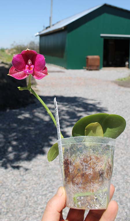 Phalaenopsis Mituo Sun 'Mituo #1' x Ld's Bear King 'YK-14'.jpg