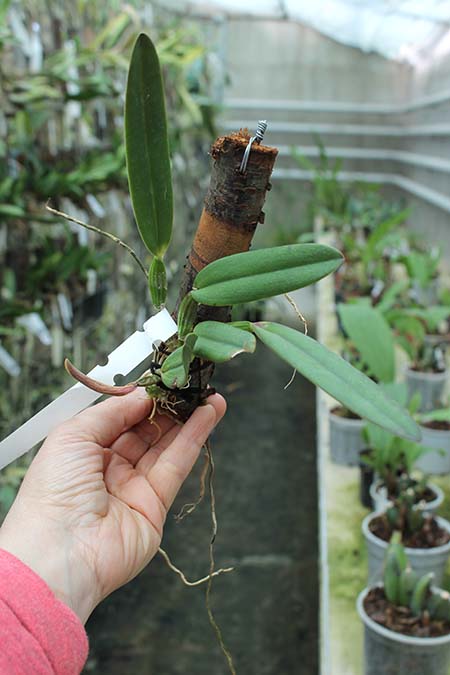Cattleya luteola aurea 'Ouro' x SELF.jpg