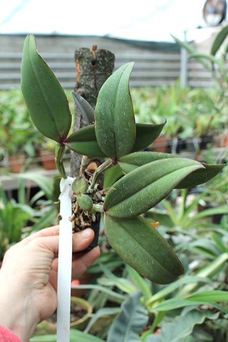 Cattleya schilleriana 'Olinda' x 'Preciosa'.jpg