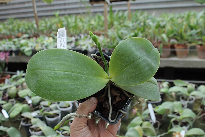 Phalaenopsis Tzu Chiang Chrisna x Phalaenopsis LD's Bear Queen.jpg