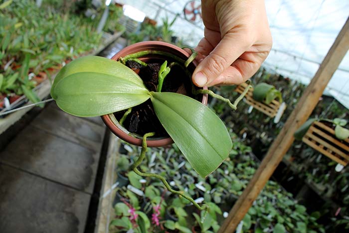 Phalaenopsis Zheng Min Tyrannosaurus x Ld's Bear Queen.jpg