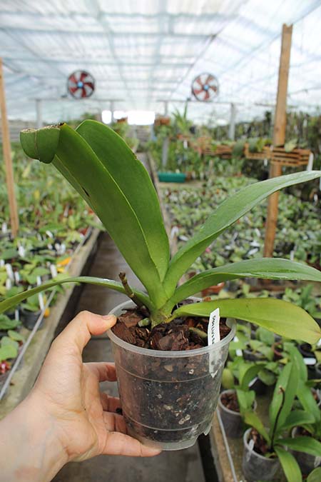 Doritaenopsis Lius Sakura.jpg