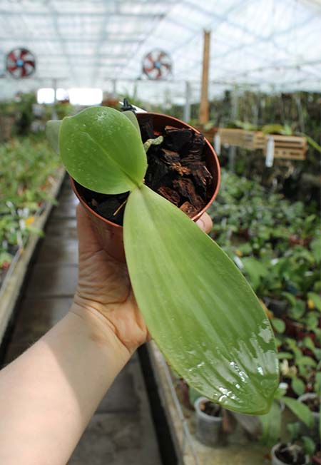 Phalaenopsis gigantea x Mituo Venosa.jpg