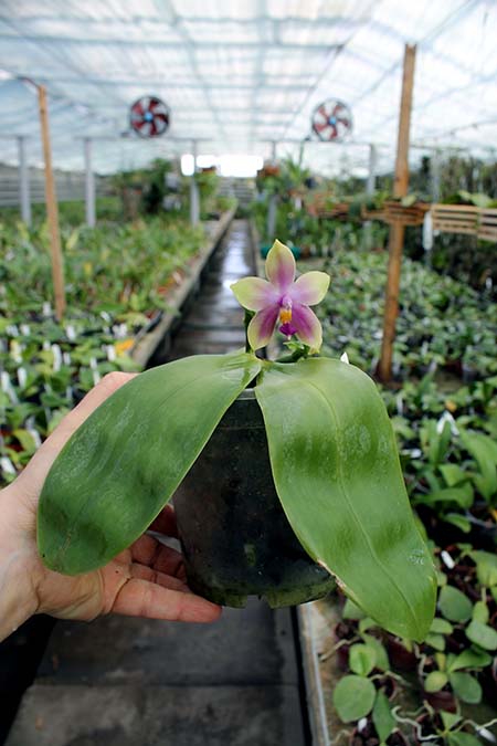 Phalaenopsis LDs Bear Queen x violacea blue 'Big'.jpg