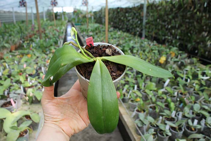 Phalaenopsis tetraspis.jpg