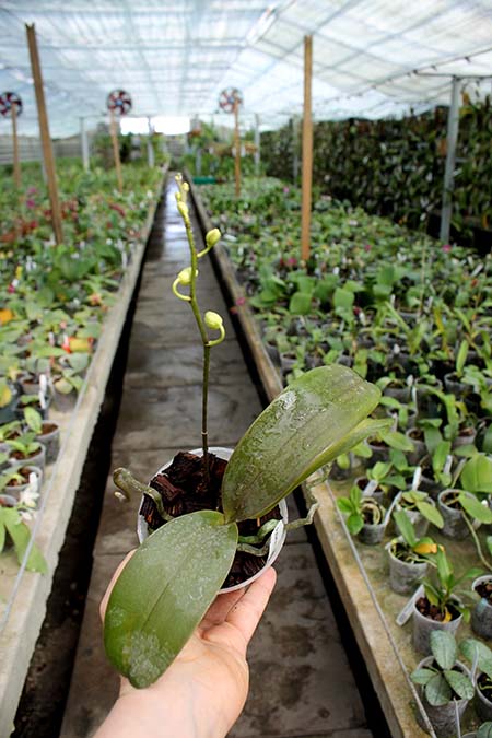 Phalaenopsis stuartiana x equestris.jpg