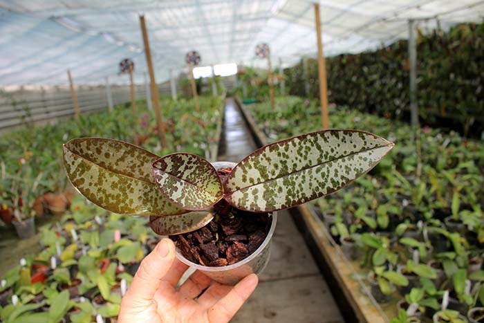 Phalaenopsis stuartiana punctatissima.jpg