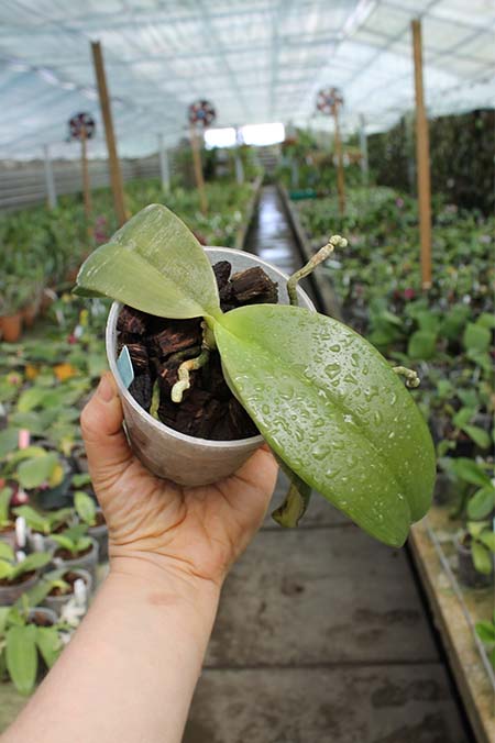Phalaenopsis Jong's Gigan Cherry 'Prince' x gigantea.jpg