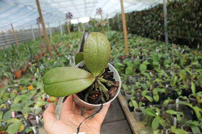 Phalaenopsis equestris alba x Phalaenopsis lindenii.jpg