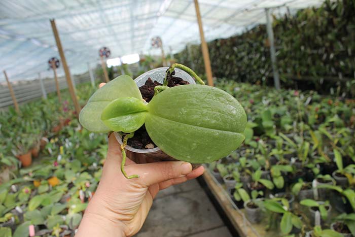 Phalaenopsis Gigabell (gigantea x bellina).jpg