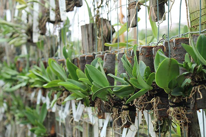 Cattleya dowiana aurea.jpg