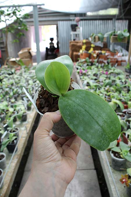 Phalaenopsis (stuartiana x celebensis) x Ld’s Bear Queen.jpg