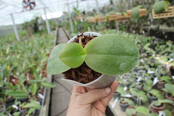 Phalaenopsis Ld's Bear King x gigantea.jpg