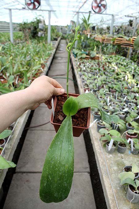 Phalaenopsis Brother Princess 'Hai-Tung'.jpg