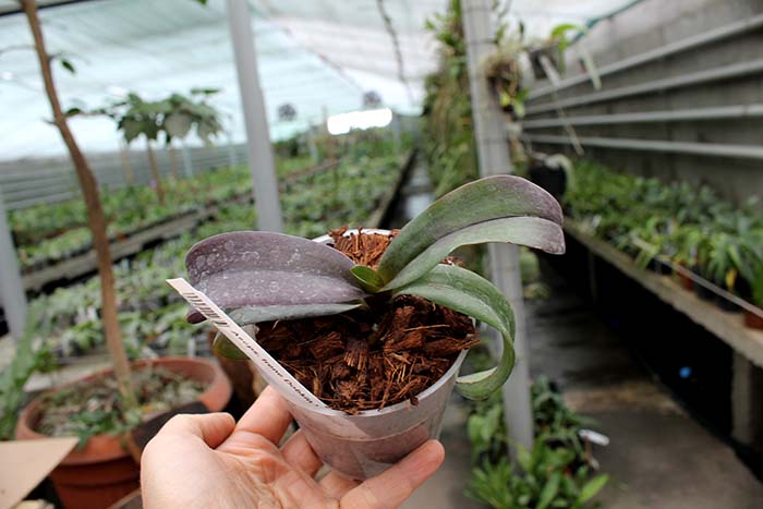 Asconopsis Irene Dobkin 'Orange'.jpg