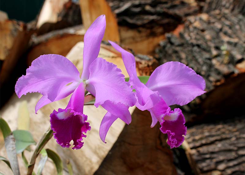 Cattleya warneri escura 'Corrego D'antas' x warneri escura integra orlata.jpg