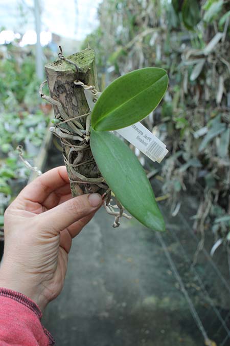 Phalaenopsis equestris alba x Phalaenopsis lindenii.jpg