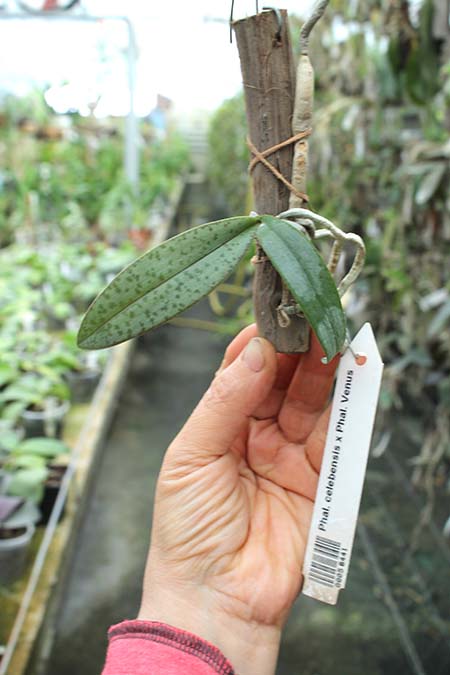 Phalaenopsis celebensis x Phalaenopsis Venus.jpg