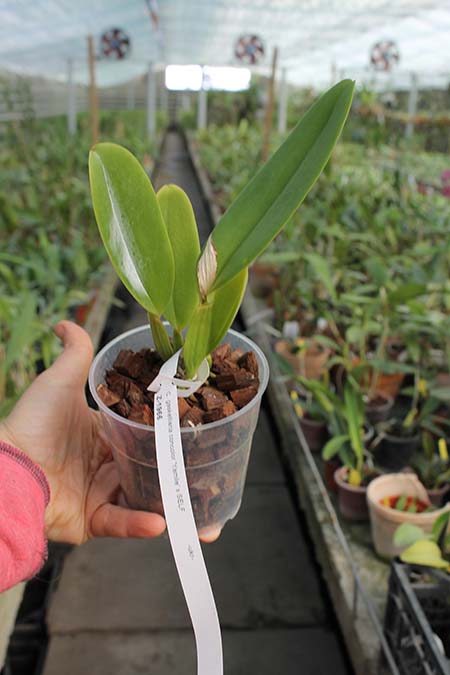 Cattleya gaskelliana concolor 'Yamile' SELF.jpg