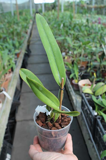Laelia perrinii coerulea 'Pedra Azul' (Z-635) SELF.jpg
