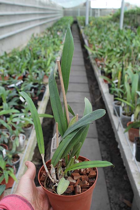 Laelia perrinii concolor 'HG' x SELF.jpg