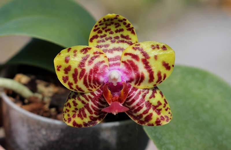 Phalaenopsis Sogo Pony x (Hymen x Sogo Kaiulani).jpg