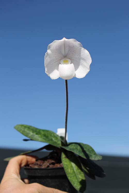Paphiopedilum niveum x sib.jpg