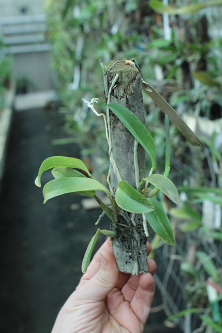 Laelia alaori escura II x Laelia alaori escura I.jpg