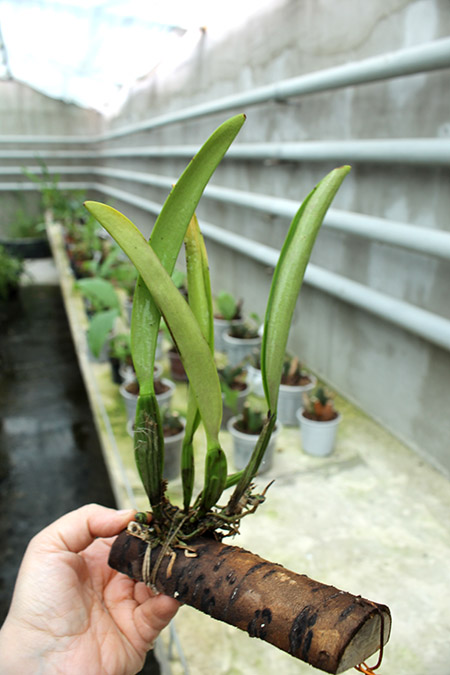 Cattleya x Hardyana.jpg