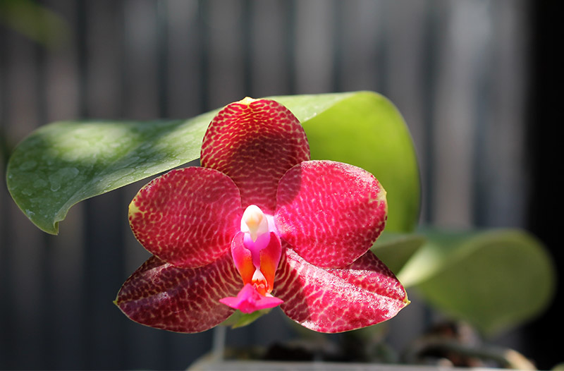 Phalaenopsis Yaphon Goodboy x Ld's Bear Queen.jpg