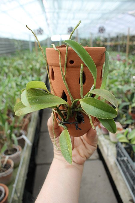 Laelia alaori escura II x Laelia alaori escura I.jpg