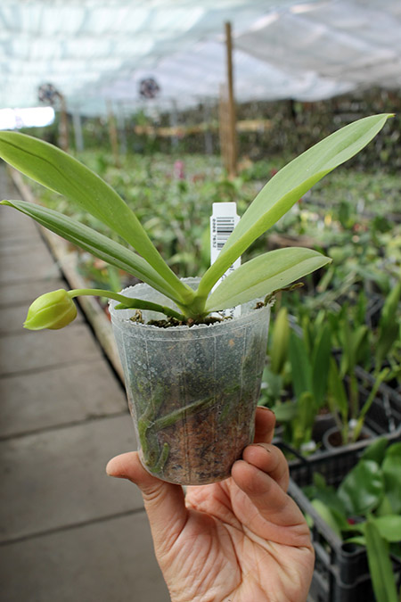 Phalaenopsis Yaphon Evergreen x Yungho Gelb Canary 'Joseph Wu'.jpg