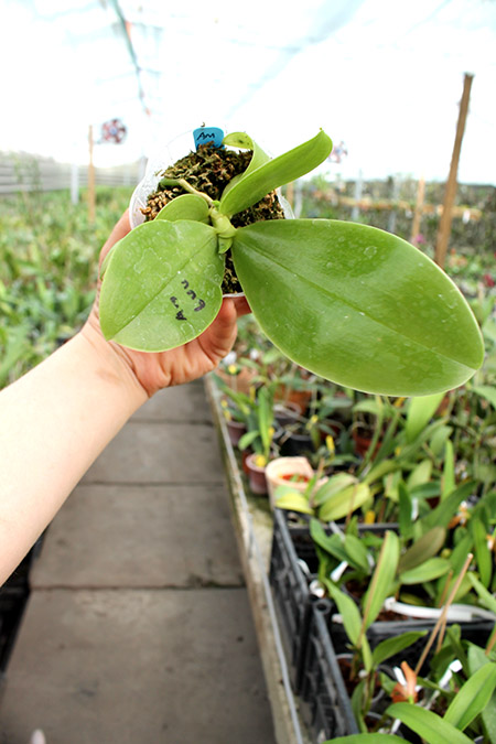 Phalaenopsis bellina 'blue' x Mituo Prince 'M#1'.jpg