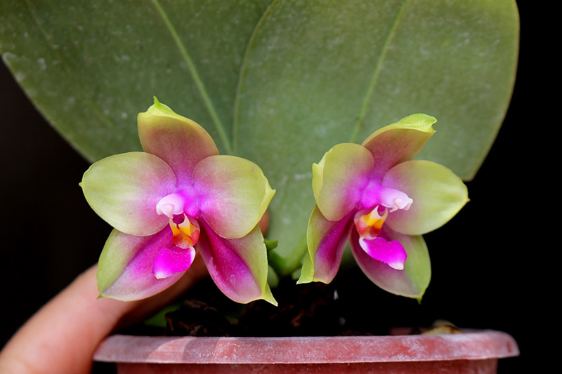 Phalaenopsis Zheng Min Muscadine x (Ld's Bear Queen x DTE).jpg