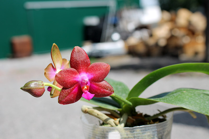 Phalaenopsis Fusheng's World 'FS'.jpg