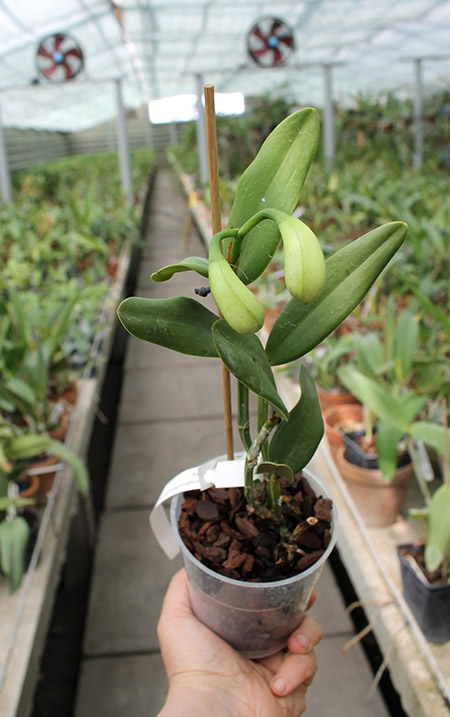 Cattleya loddigesii punctata coerulea SELF.jpg
