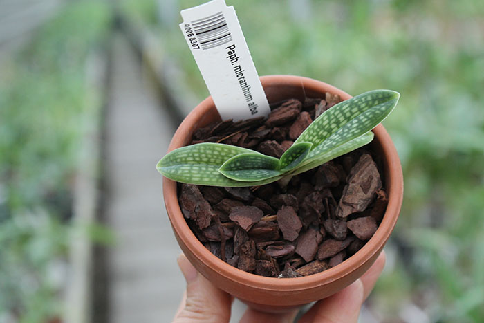 Paphiopedilum micranthum alba.jpg