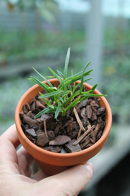 Dendrobium subuliferum.jpg