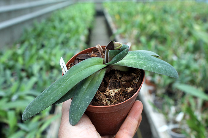 Paphiopedilum leucochilum.jpg