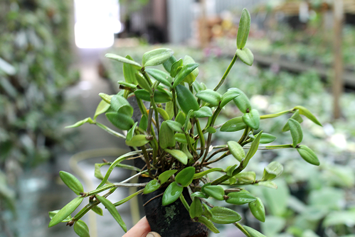 Dendrobium hymenanthum.jpg