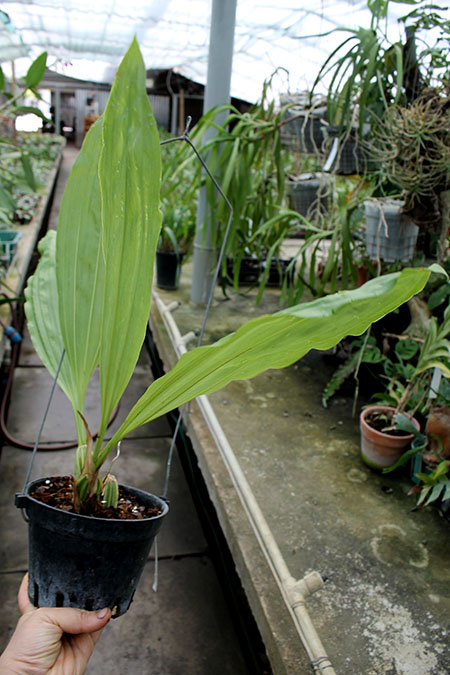 Gongora irmgardiae.jpg