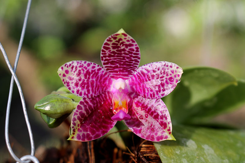Phalaenopsis Mok Choi Yew (gigantea x violacea).jpg