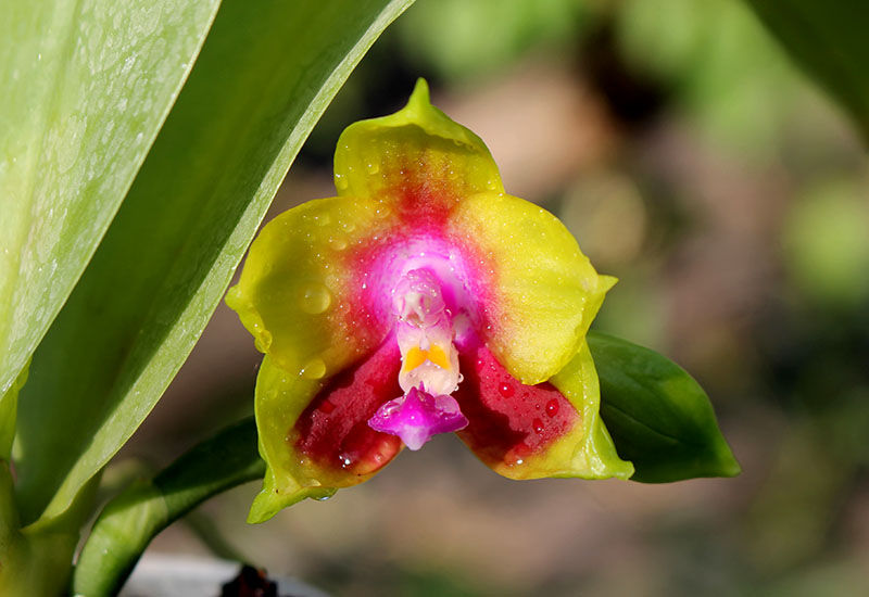 Phalaenopsis Ld's Bear King 'YK-7' x Dragon Tree Eagle '168'.jpg