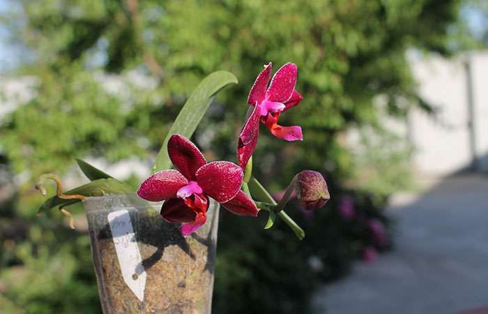 Phalaenopsis Yuda Red Blood x Chingruey's Fancy.jpg