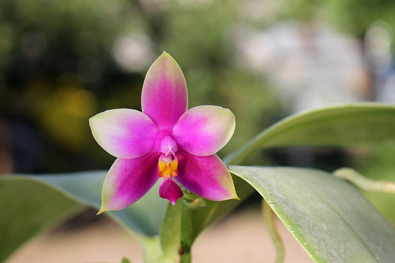 Phalaenopsis LDs Bear Queen x violacea blue 'Big'.jpg