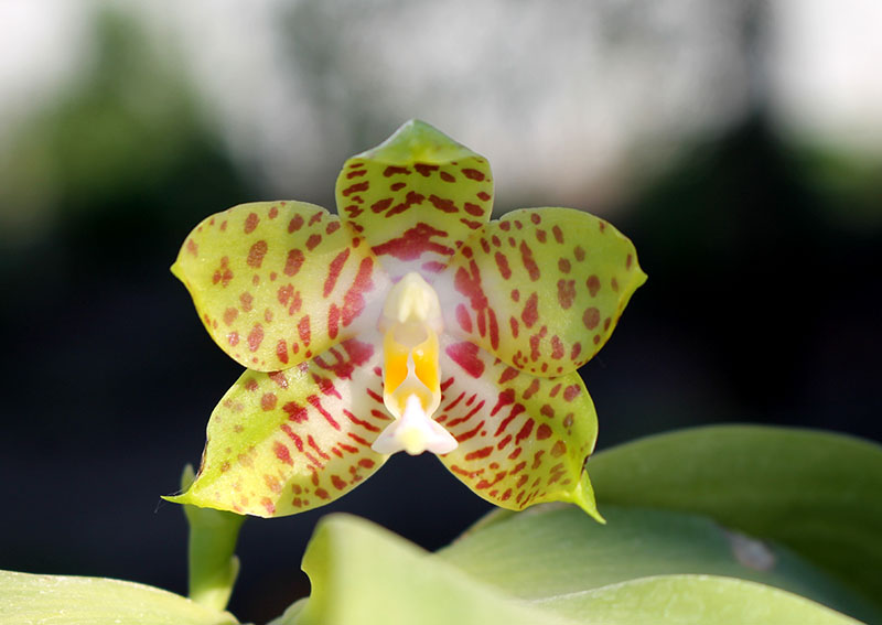 Phalaenopsis Nobby's Green Eagle x (Chang Mow Jade x Yungho Gelb Canary).jpg