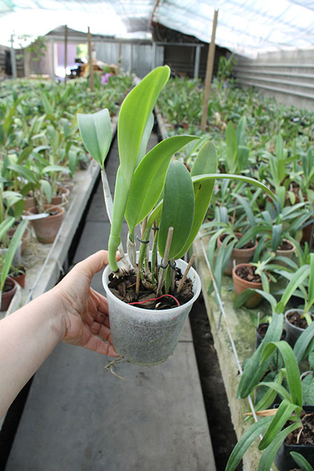 Cattleya quadricolor tipo XXX x Cattleya quadricolor 'Rainha'.jpg