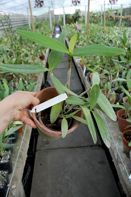 Cattleya forbesii.jpg