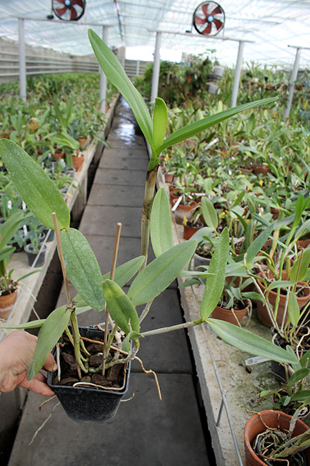 Cattleya harrisoniana clara 'Formosinha' x Cattleya harrisoniana escura 'Cheung's Delight'.jpg
